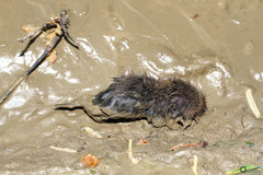 Microtus