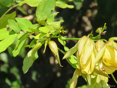 Senna splendida gloriosa