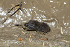 Microtus