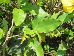 Senna splendida gloriosa