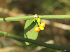 Phoradendron quadrangulare