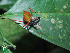 Erbessus rufiventris