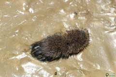 Microtus