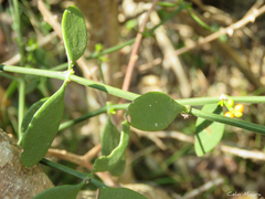 Phoradendron quadrangulare