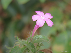 Ruellia inundata