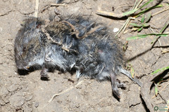 Microtus