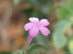 Ruellia inundata