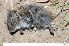 Microtus