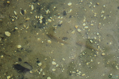 Neogobius fluviatilis