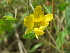Chamaecrista hispidula