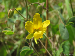 Chamaecrista hispidula