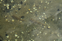 Neogobius fluviatilis