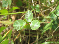 Chamaecrista hispidula