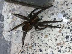 Centroctenus brevipes