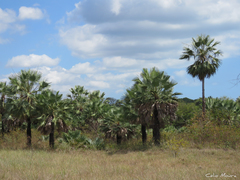 Copernicia prunifera