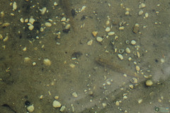 Neogobius fluviatilis