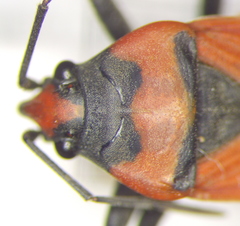 Lygaeus simulans