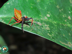 Erbessus rufiventris