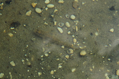 Neogobius fluviatilis