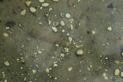 Neogobius fluviatilis