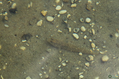Neogobius fluviatilis