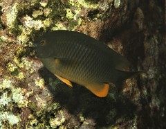 Plectroglyphidodon gascoynei