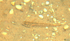 Neogobius fluviatilis