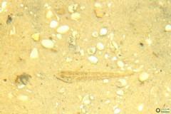 Neogobius fluviatilis