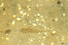 Neogobius fluviatilis