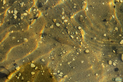 Neogobius fluviatilis