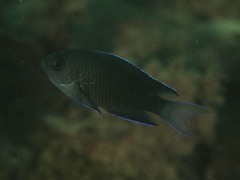 Chrysiptera notialis