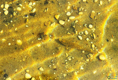 Neogobius fluviatilis