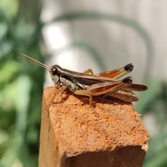 Dichroplus elongatus
