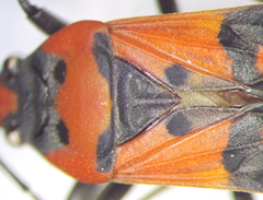 Lygaeus simulans