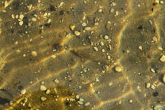 Neogobius fluviatilis