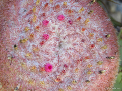 Melocactus zehntneri