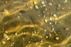 Neogobius fluviatilis