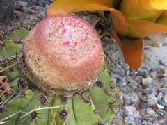 Melocactus zehntneri