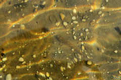 Neogobius fluviatilis