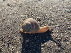 Cornu aspersum