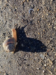 Cornu aspersum