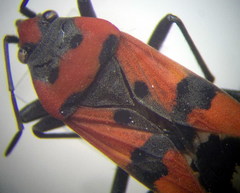 Lygaeus simulans
