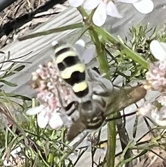 Dielis plumipes