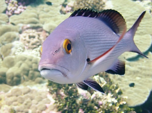 Bohar snapper (Lutjanus bohar) — Lutjanidae — 4