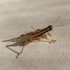 Dichroplus elongatus
