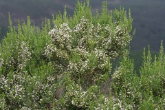 Erica brownleeae