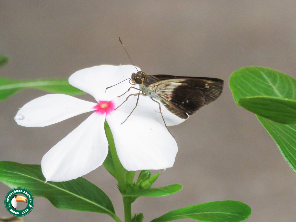 Justinia phaetusa