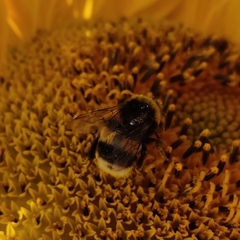 Bombus terrestris