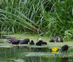 Gallinula chloropus