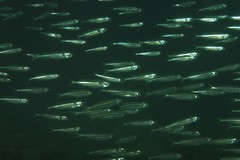 Atherinomorus vaigiensis